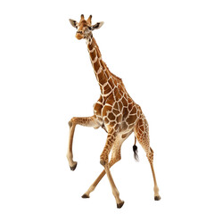 Obraz premium full body of Giraffe Ballerina , giraffe gracefully dancing ballet on its long legs ,clear white background