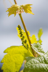 close-up image of grapevine with its leaf and fruit just sprouted, very small and very young healthy grapes next to the young leaves of the vineyard