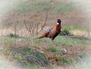 Pheasant