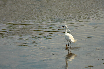 Little Egret (Egretta garzetta) searching for food in the Foz estuary in Ramallosa, Nigran, Pontevedra, Spain