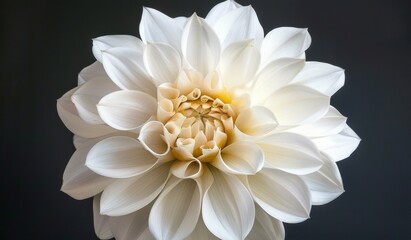 A white dahlia flower with a dark gray background, showcasing its intricate petals and vibrant colors.