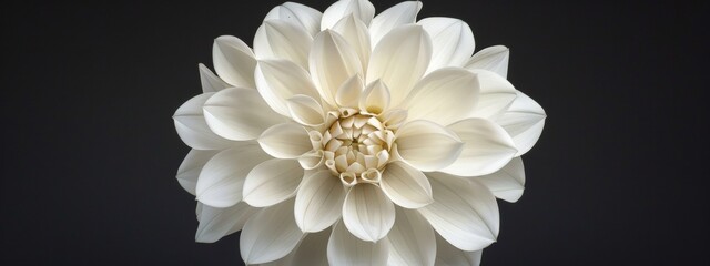A white dahlia flower with a dark gray background, showcasing its intricate petals and vibrant colors.