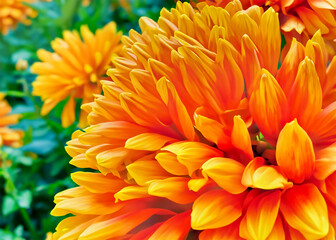Fototapeta premium sun flower