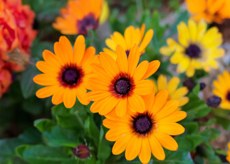 Fototapeta premium sun flower