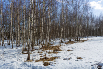 Birch forest in winter with patches of snow, sunlight, and leafless trees.