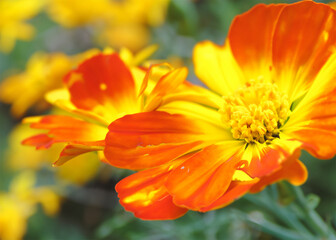 Fototapeta premium sun flower