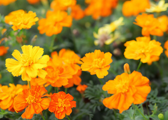 Fototapeta premium sun flower