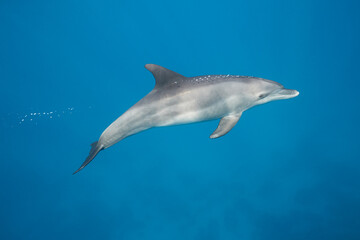 Obraz premium Common bottlenose dolphin tursiops truncatus underwater