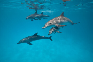 Common bottlenose dolphin tursiops truncatus underwater