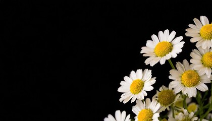  Daisy bunch in right corner isolated black background