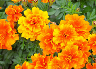 Fototapeta premium sun flower