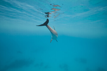 Common bottlenose dolphin tursiops truncatus underwater