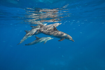 Fototapeta premium Common bottlenose dolphin tursiops truncatus underwater