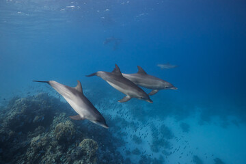 Common bottlenose dolphin tursiops truncatus underwater