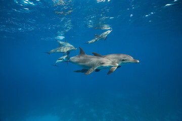 Obraz premium Common bottlenose dolphin tursiops truncatus underwater