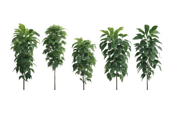 Set of tropical creeper plants in a row on transparent background