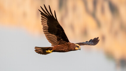 Western Marsh Harrier