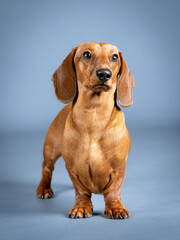 Brown shorthair dachshund posing in a photography studio