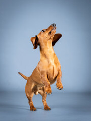 Brown shorthair dachshund jumping in a photography studio