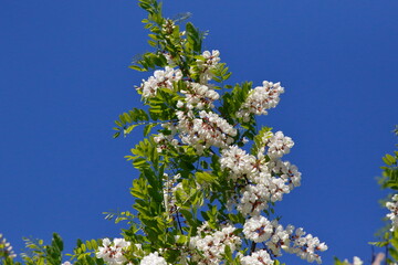 Blühende Robinienzweige gegen den blauen Frühlingshimmel