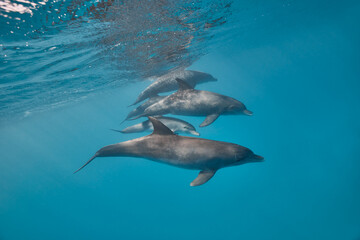 Naklejka premium Common bottlenose dolphin tursiops truncatus underwater