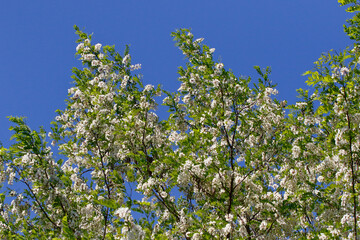 Blühende Robinienzweige gegen den blauen Frühlingshimmel