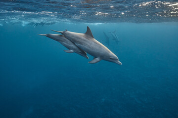 Common bottlenose dolphin tursiops truncatus underwater