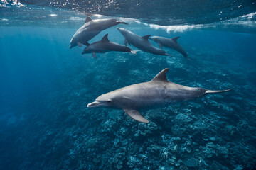 Fototapeta premium Common bottlenose dolphin tursiops truncatus underwater