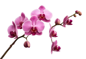 Fototapeta premium Pink orchid flowers on branches isolated on transparent background