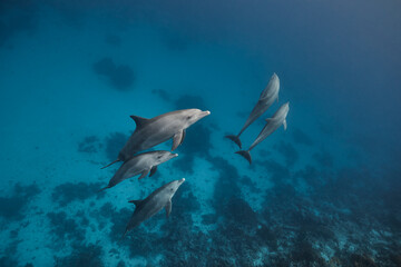 Obraz na płótnie Canvas Common bottlenose dolphin tursiops truncatus underwater