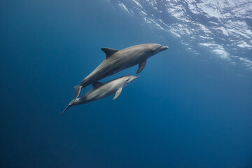 Common bottlenose dolphin tursiops truncatus underwater