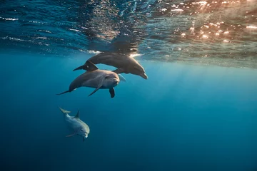 Fotobehang Dolfijn Common bottlenose dolphin tursiops truncatus underwater  © zimagine