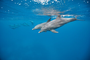 Fototapeta premium Common bottlenose dolphin tursiops truncatus underwater