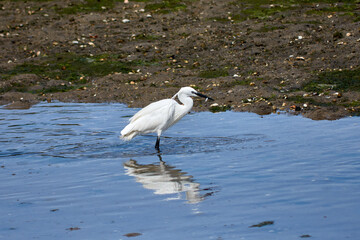 Little Egret (Egretta garzetta) searching for food in the Foz estuary in Ramallosa, Nigran, Pontevedra, Spain