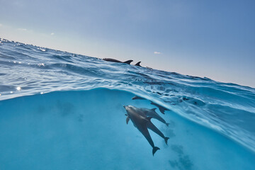 Common bottlenose dolphin tursiops truncatus underwater