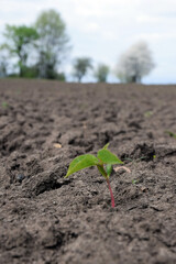 A small young sprout with leaves sprouts on loose, dry soil. Global warming and climate change of the Earth