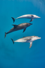 Common bottlenose dolphin tursiops truncatus underwater