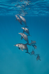 Common bottlenose dolphin tursiops truncatus underwater