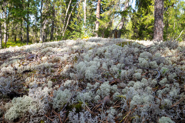 Deer lichen Cladonia rangiferina in the forests of the Kola Peninsula in Russia