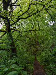 Starke B&auml;ume Dammelsberg am Rotenberg, nach Regen