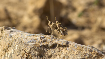 grasshopper