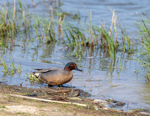 duck on the water common tail