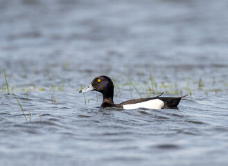Tufted Duck swimmg in a lake