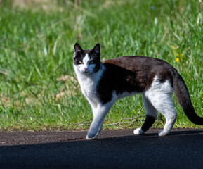 Fototapeta premium black and white cat