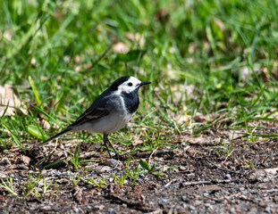 White wagtail on grass