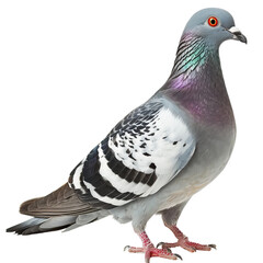 pigeon isolated on white © Buse
