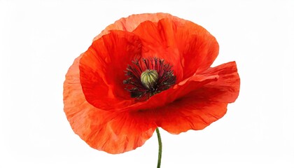 Obraz premium poppy flower isolated on white background
