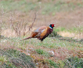 Pheasant