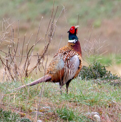 Pheasant
