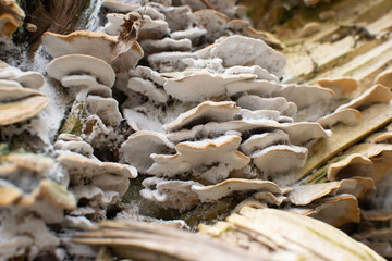 mushrooms on the ground